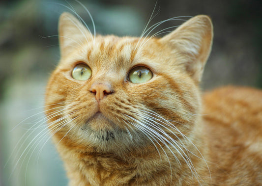 Protocoles anesthésiques - sont-ils toujours la meilleure option pour votre patient?