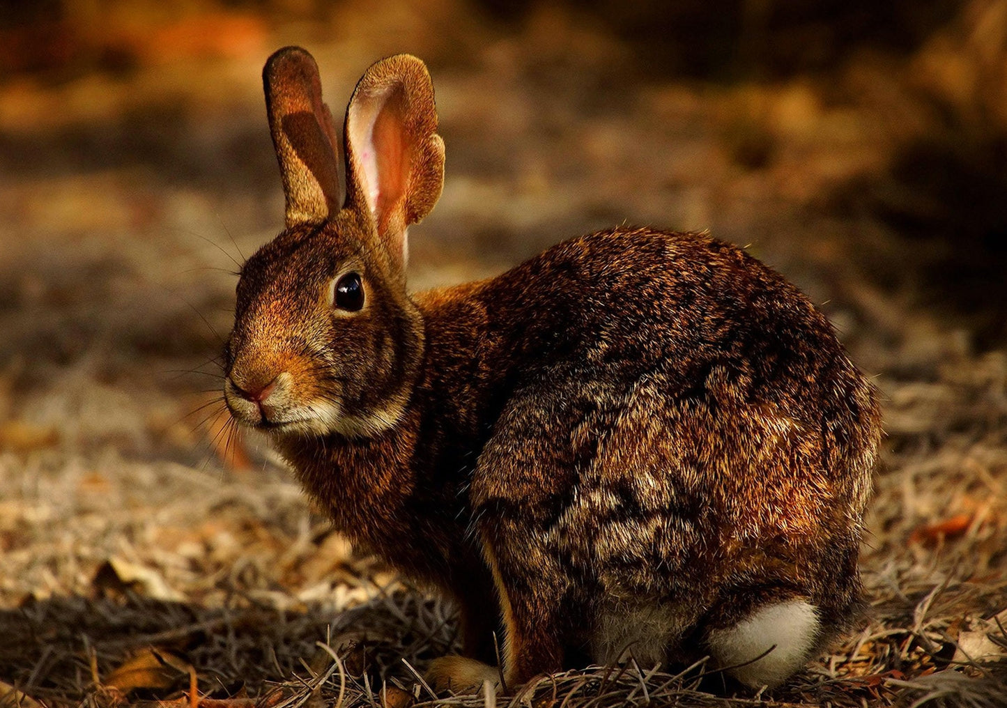 La stase de GI dans les lapins - pour couper ou ne pas couper