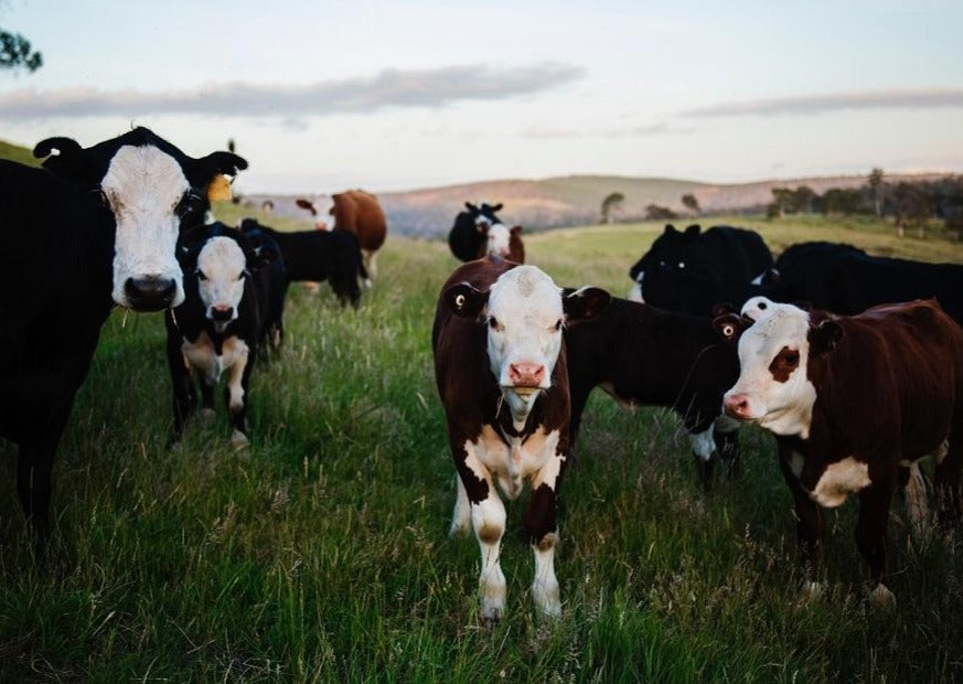 Farm animal practice of the future - a glimpse into the crystal ball