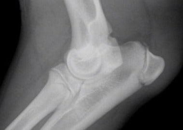 CT versus Roentgen – Ist CT immer besser zur Untersuchung der Vordergliedmaße des Hundes