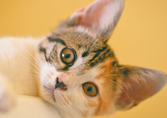 What's New Pussycat?