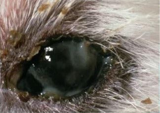 KCS: Suis-je absent de ces cas?