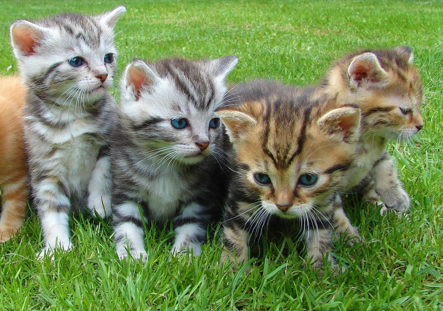 Update on Management of Infectious Feline Diarrhea