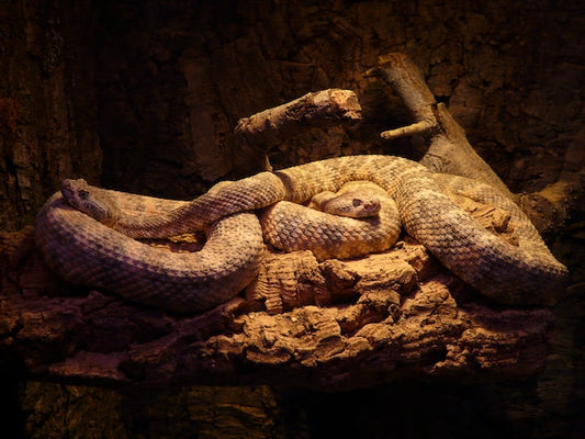 Revolution oder Evolution bei Atemwegserkrankungen bei Reptilien