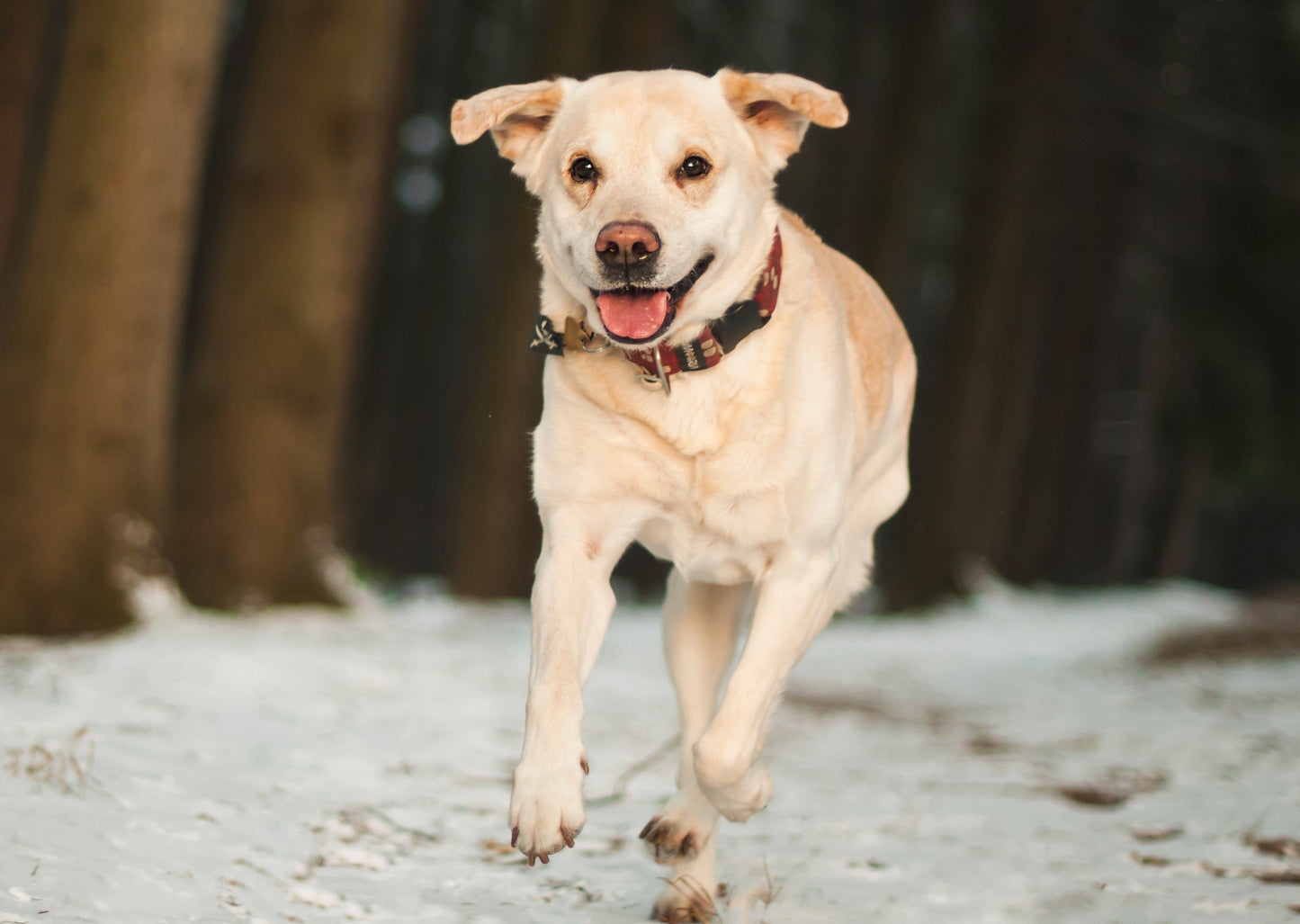 Orthopédie pédiatrique : Entorses, foulures, salter-Harris