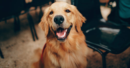 Arrêtez de devenir voyou et commencez à bien faire: Pratiques essentielles en médecine factuelle