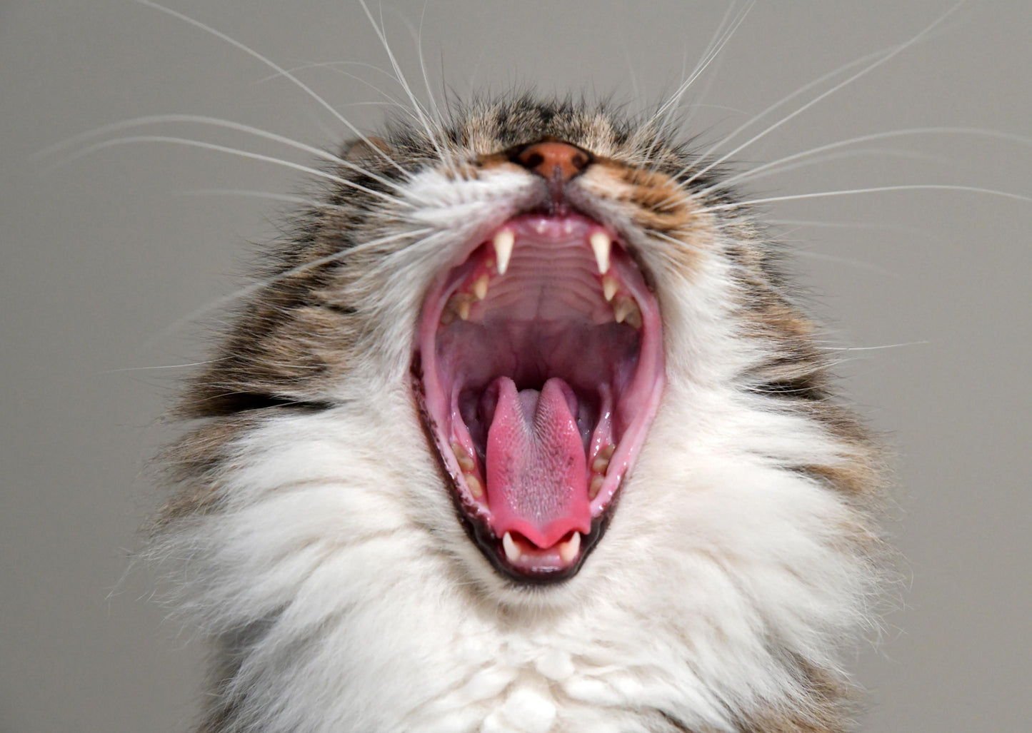 Quel est le plan B? Pour Gingivostomatite dans le chat