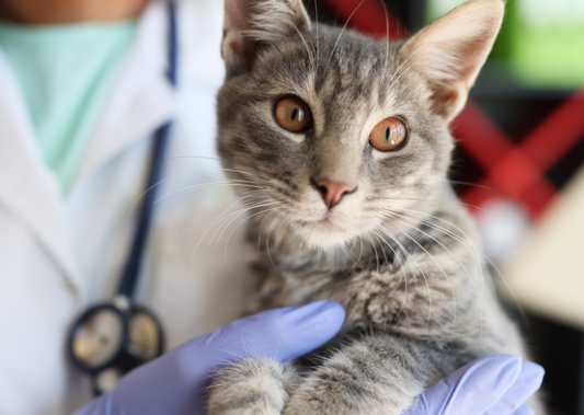 Nursing management of the trauma patient