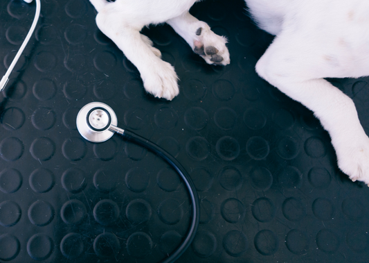 Ticked off! Controlling parasites in dogs & cats