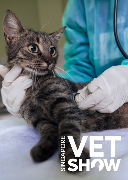 From grimace to guarding: assessing and treating feline pain (SVS25)