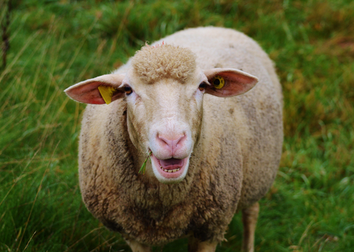 Sustainable = Sound. Facilitating lameness control in sheep flocks