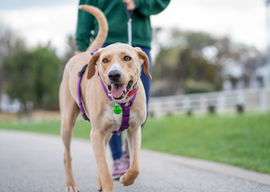 Blending Art and Science in Animal Physiotherapy: Utilising modalities to support pet wellness