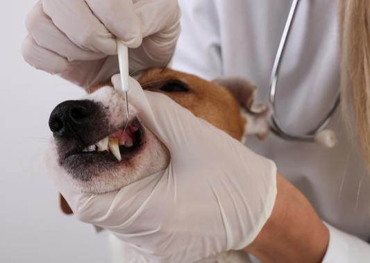 Periodontitis: What It Is and Why It Matters