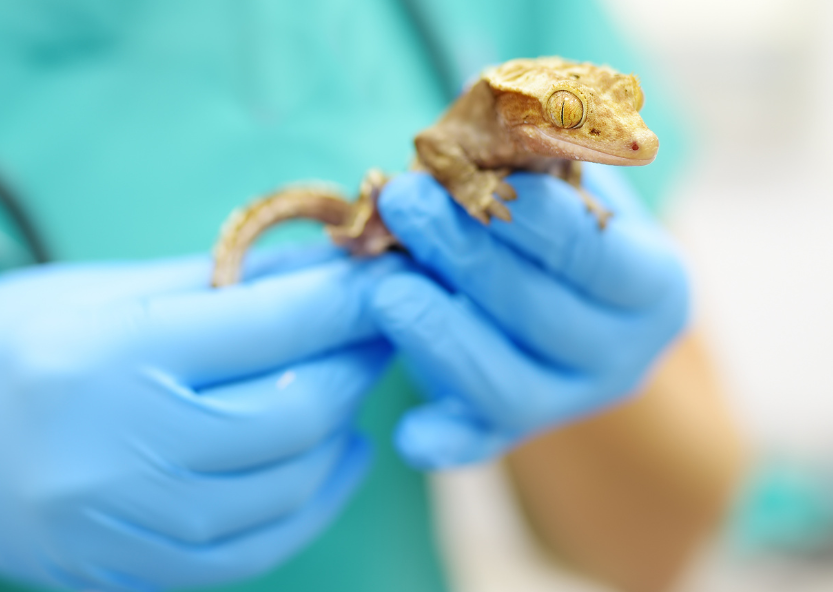 Fight or Flight: Emergencies in exotic patients