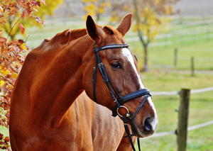 Harnessing nursing opportunities in equine practice: What's possible?
