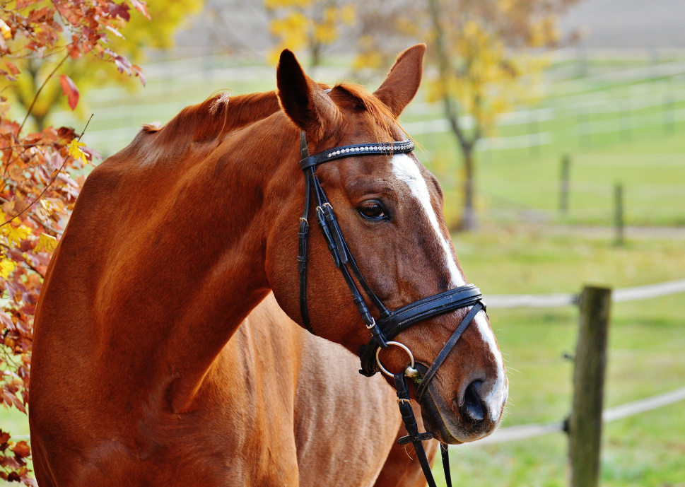 Harnessing nursing opportunities in equine practice: What's possible?