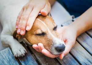 Chiropractic & its role in Integrated Veterinary Practice: Highlight into sports injuries.