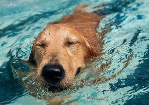 Hydrotherapy techniques to improve toileting functionality in the dog