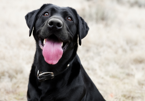 The effect of canine leg length and back length on stride length during walk and trot