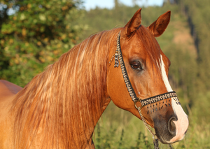 Not just horse sense: Evidence based benefits of equine chiropractic and pain perception