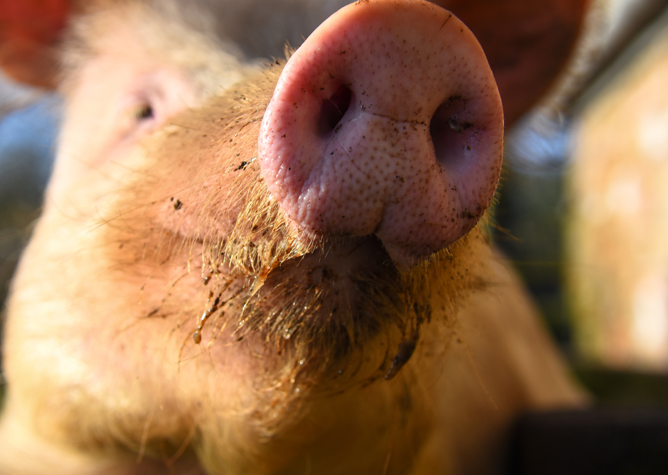 Precious pig: Pet or backyard