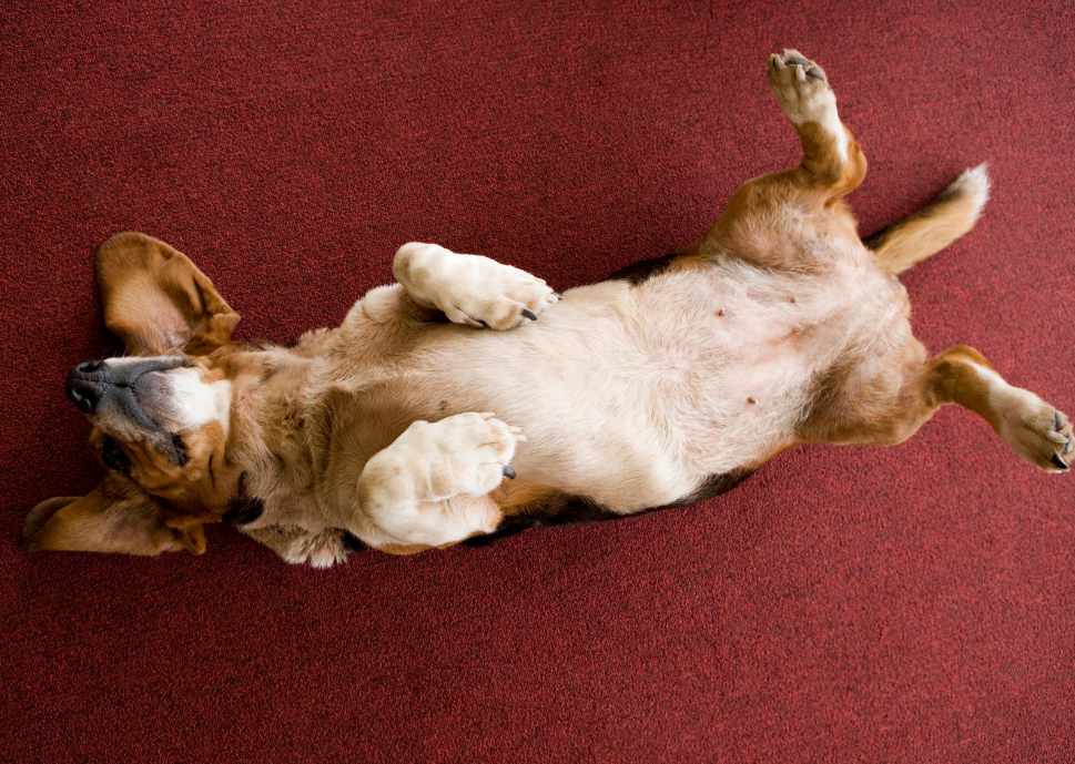 Proactive pet care: The value of wellness testing