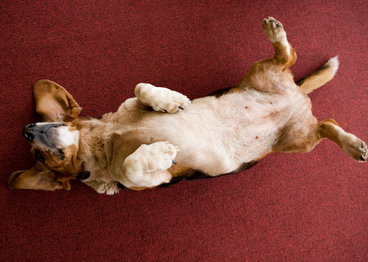 Proactive pet care: The value of wellness testing