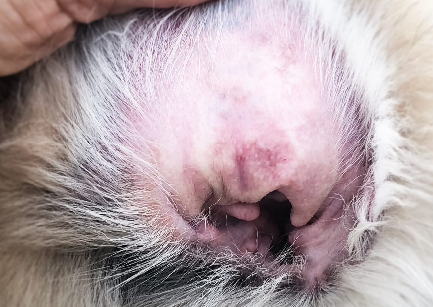 Nordic Voices on Antibiotics in Otitis Externa: A Call for Responsibility