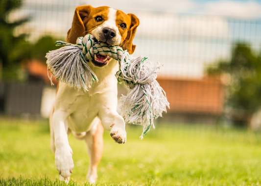 It's a Bug's Life: The role of the canine microbiome in nutrition & health (LVS 2023)