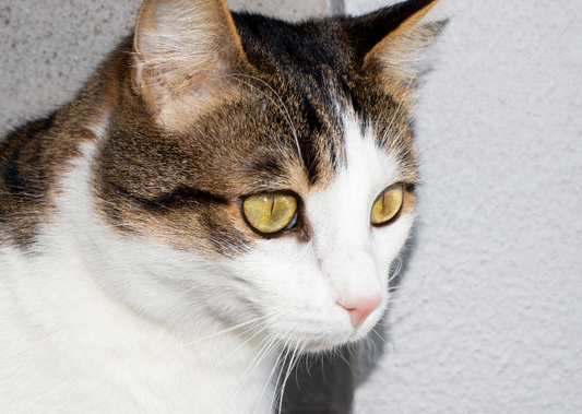 What's your Eye:Q? GP Vets Ophthalmology questions answered