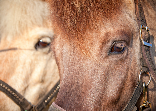 Equine Odontoclastic Tooth Resorption and Hypercementosis (EOTRH)