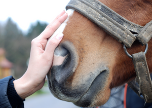 Practical tips for being on duty at horse events