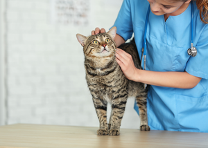 Feline friendly handling and behaviour considerations