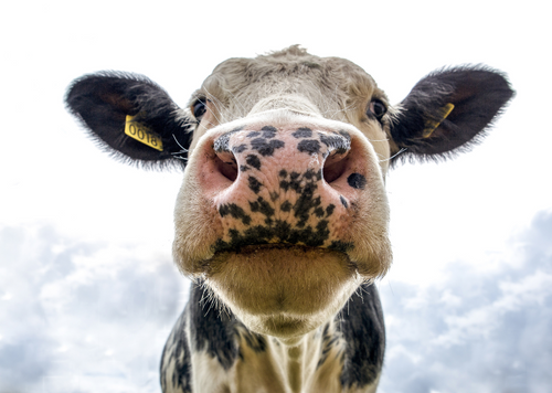 Dairy Cow Monitoring Technology: A Farm Vets guide