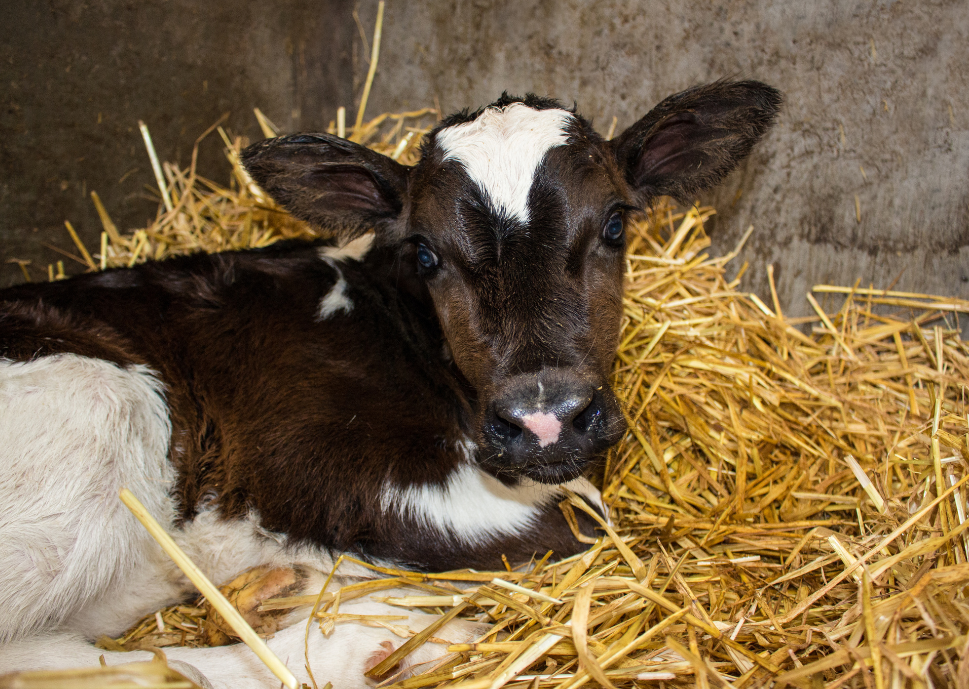Difficult calvings: A practitioners approach (LVS 2023)