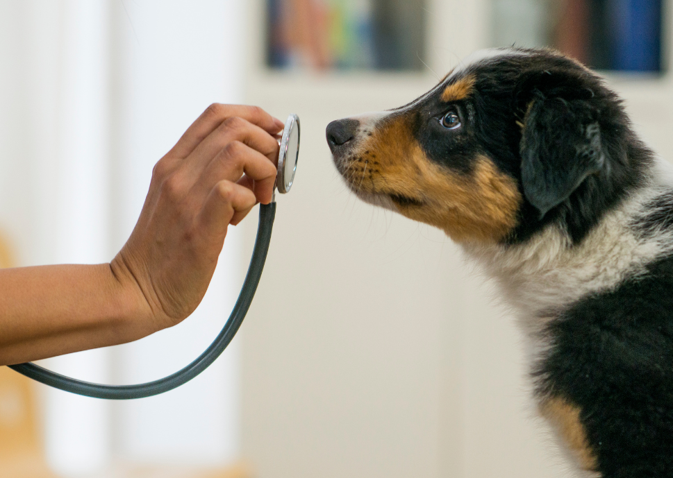 Nu.Q® Vet Cancer Test: Unpacking the Science & Application of Modern Canine Cancer Detection