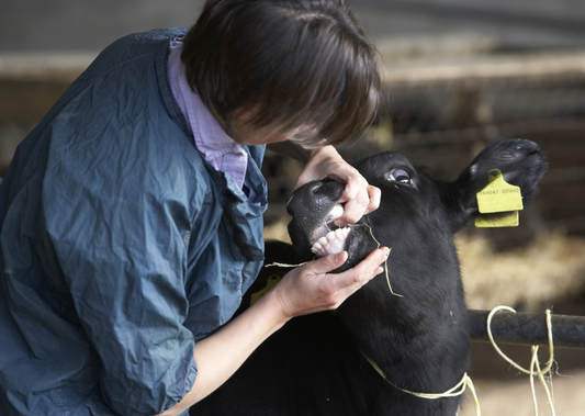 Effective Communication: A guide for mixed practice vets