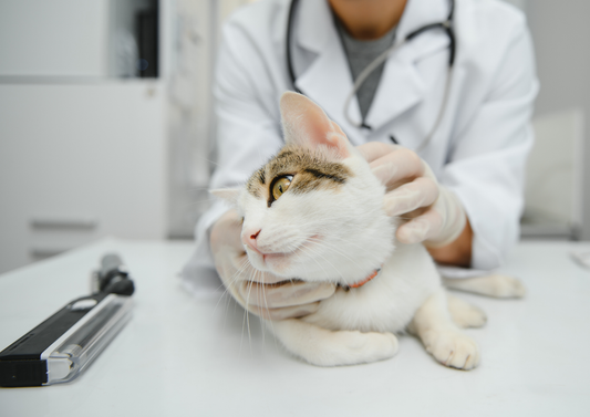 V&D+++ When dog and cat guts go viral: An update