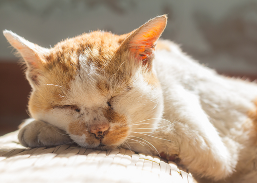 Feline Enthusiasts Assemble! How to help senior cats retain their superpowers