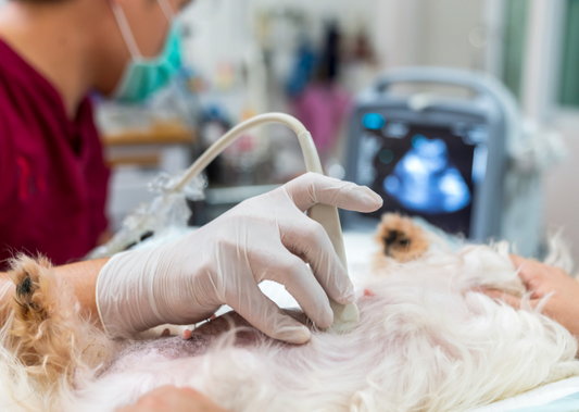 Keeping your Imaging Cases In House: Getting a definitive diagnosis on why we refer?