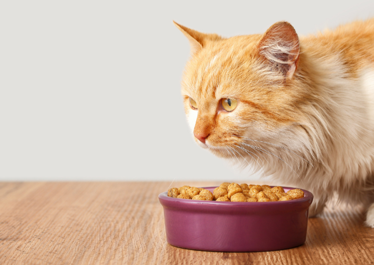 Tools for the Talk: What's new from UK Pet Food?