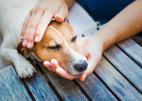 Veterinary Human Support