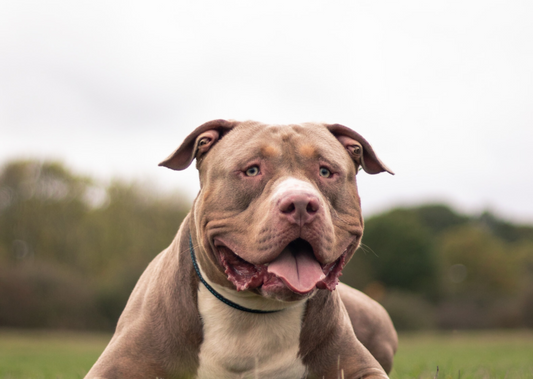 Would you euthanise a healthy XL Bully? And other challenging questions: ethical decision making and conflict resolution in practice