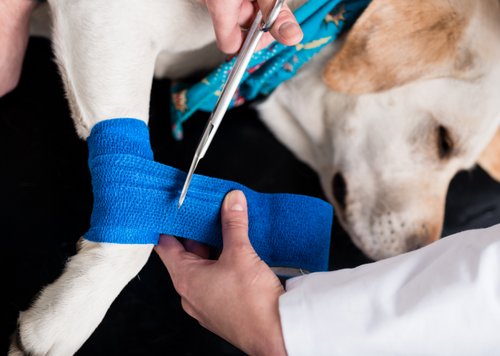 Brace Yourself: The Role of Orthotics in Veterinary Medicine