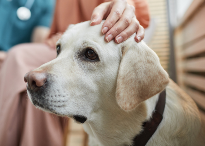 Cushing's Syndrome- Black holes and revelations