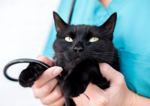 Revolutionising Pet Healthcare: The Power of Multi-Omics Testing