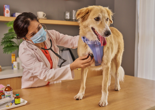 Topicals are not optional - supporting the skin barrier in itchy dogs