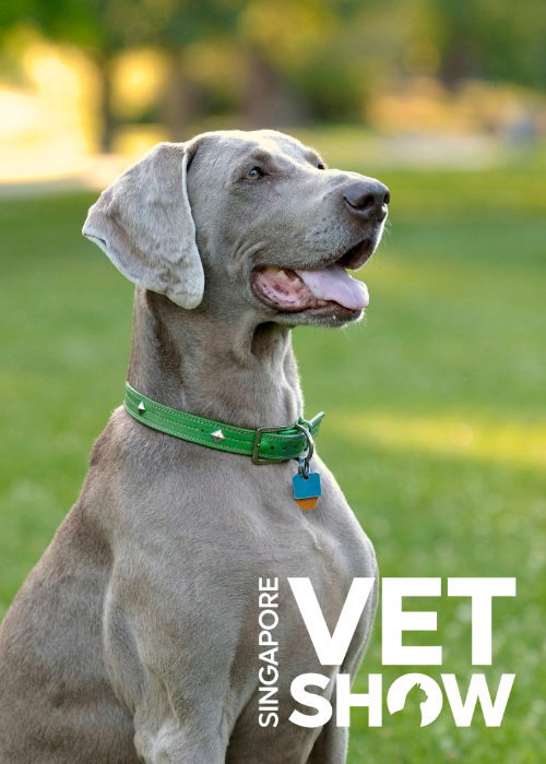 Why pattern recognition is sometimes a good thing - common breed-related lameness in dogs (SVS25)