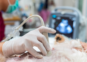 Ultrasound for veterinary nurses