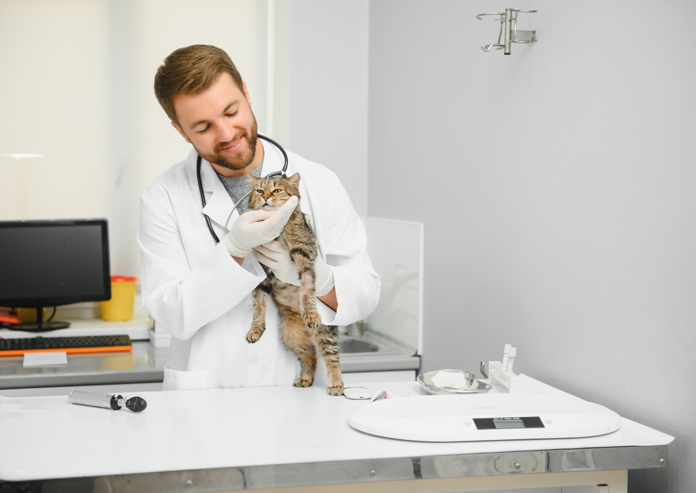 When cats worry: The hidden impact on health